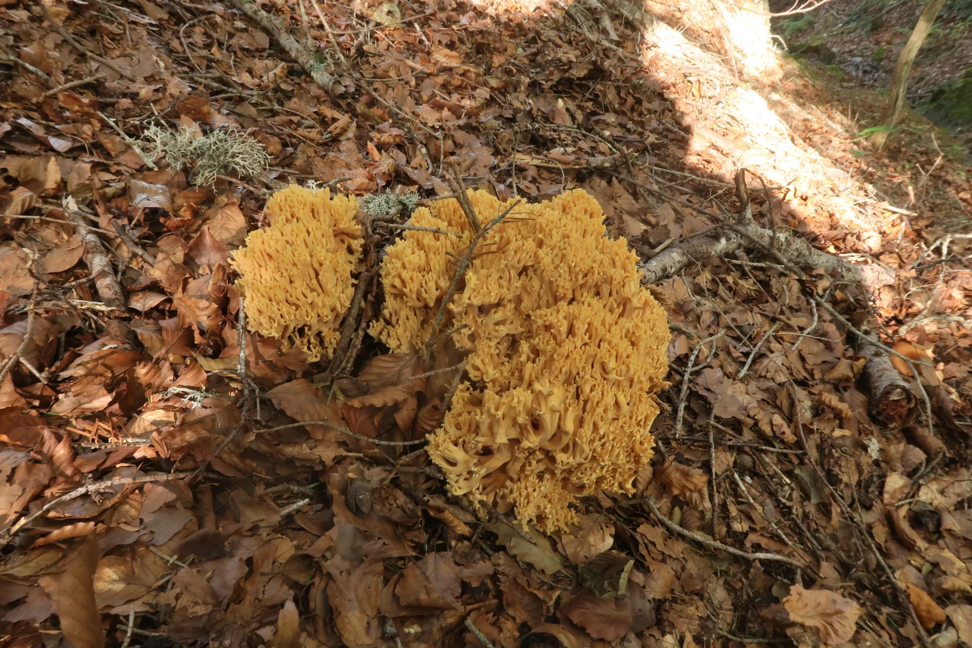 Ramaria flava - 1 - IMG_0223